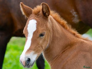 hästar Lovande quartersto, född 2025 i Sunne - Annons 3