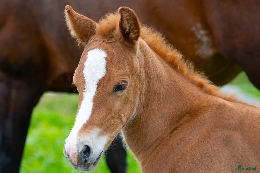 Western hästar till salu: Lovande quartersto, född 2025 i Sunne - Annons 1