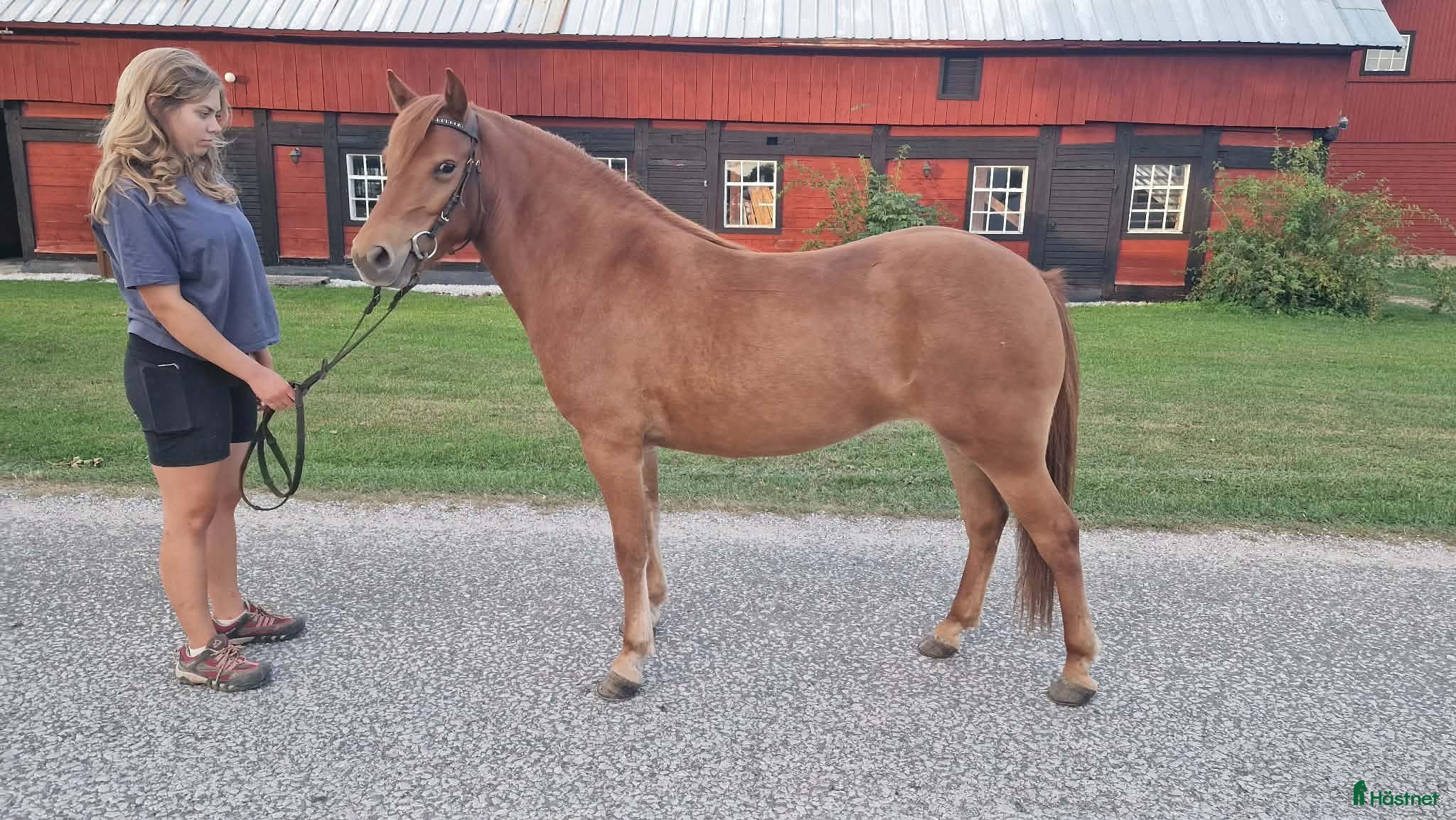  hästar 3 års sto e Fantom 639 - Annons 2
