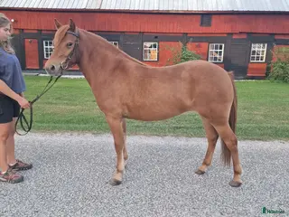 hästar 3 års sto e Fantom 639 - Annons 2
