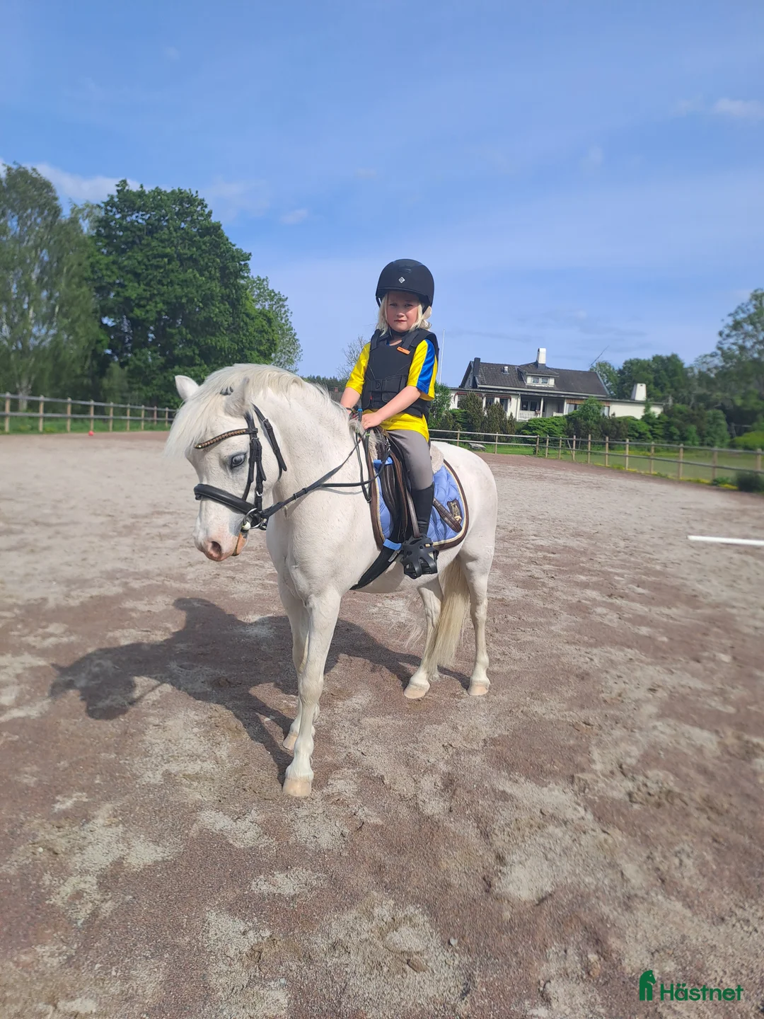 Körning hästar till salu: Socker Söt Ponny🌸 i Åmål - Annons 1