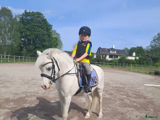 hästar Socker Söt Ponny🌸 i Åmål - Annons 4