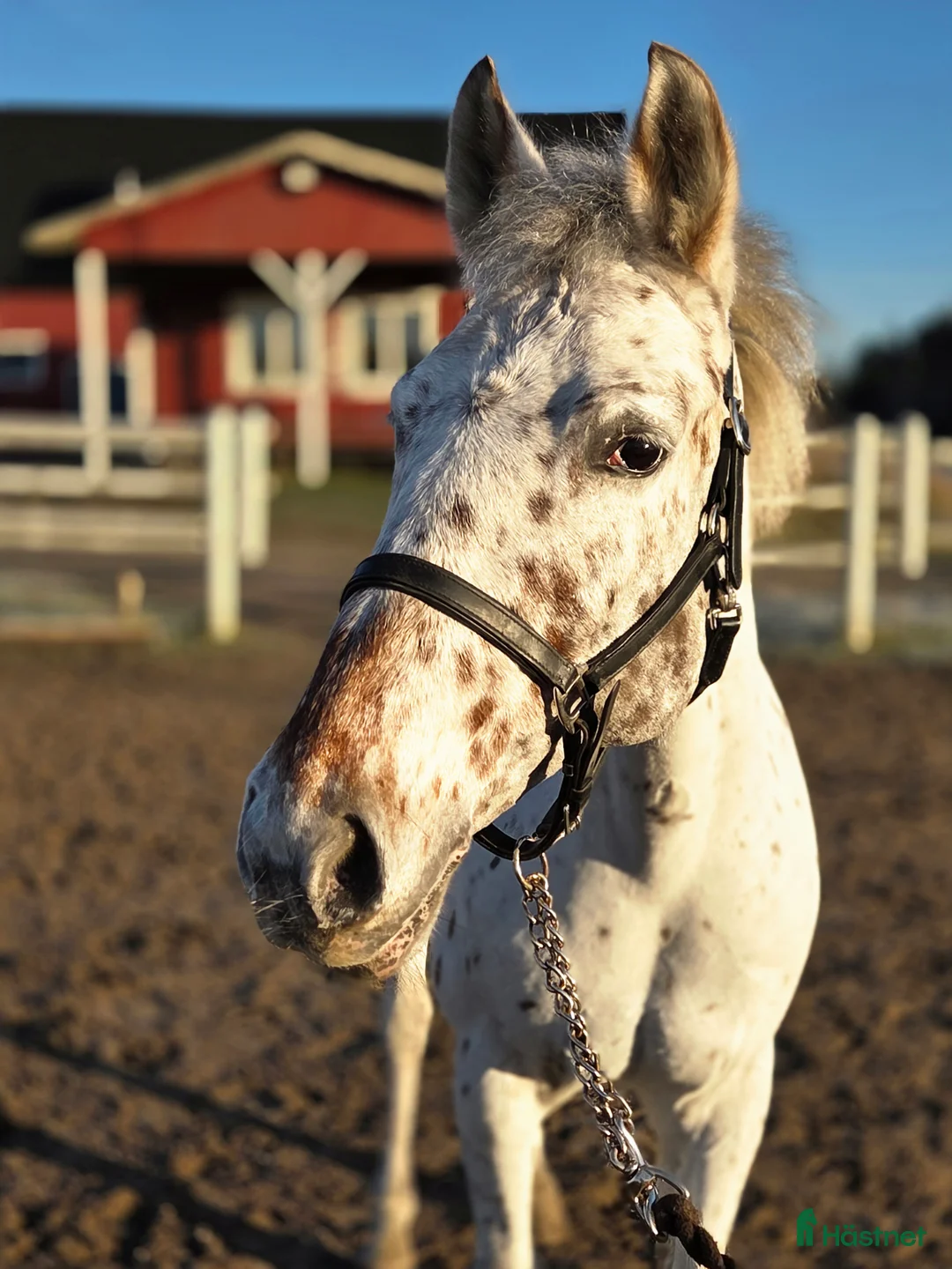 Allround hästar till salu: Mor och dotter ponny - Annons 3
