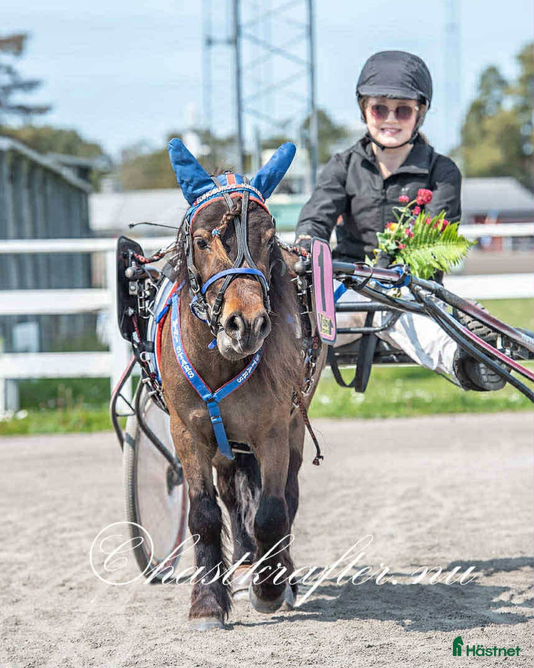 Trav hästar till salu: Toppstammat sto för den satsande!!! i Klagstorp - Annons 2