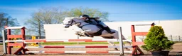 Hoppning hästar till salu: Dressage and showjumping Conemara pony - Annons 5
