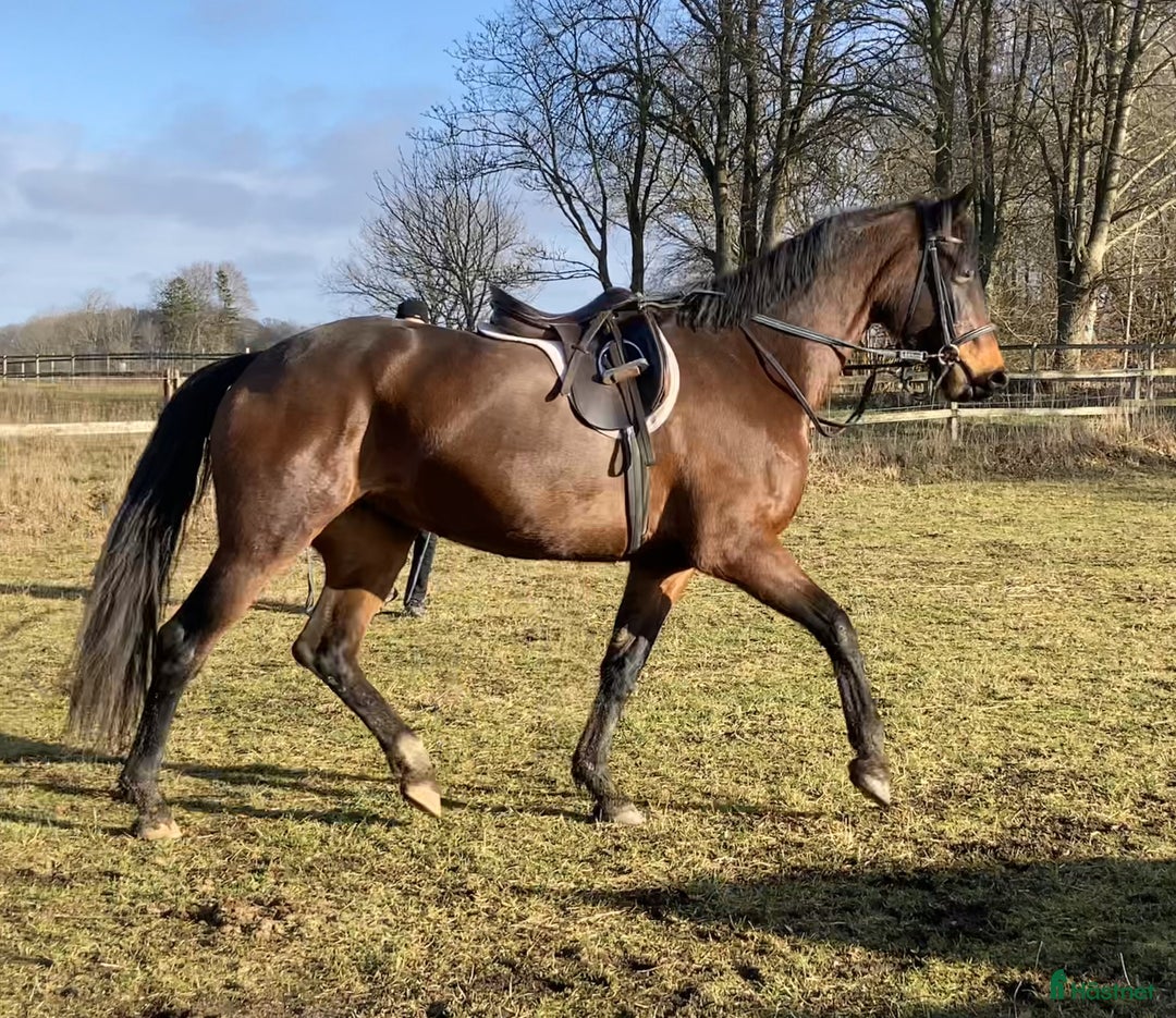 Allround hästar till salu: Fin sporthäst. i Lövestad - Annons 1