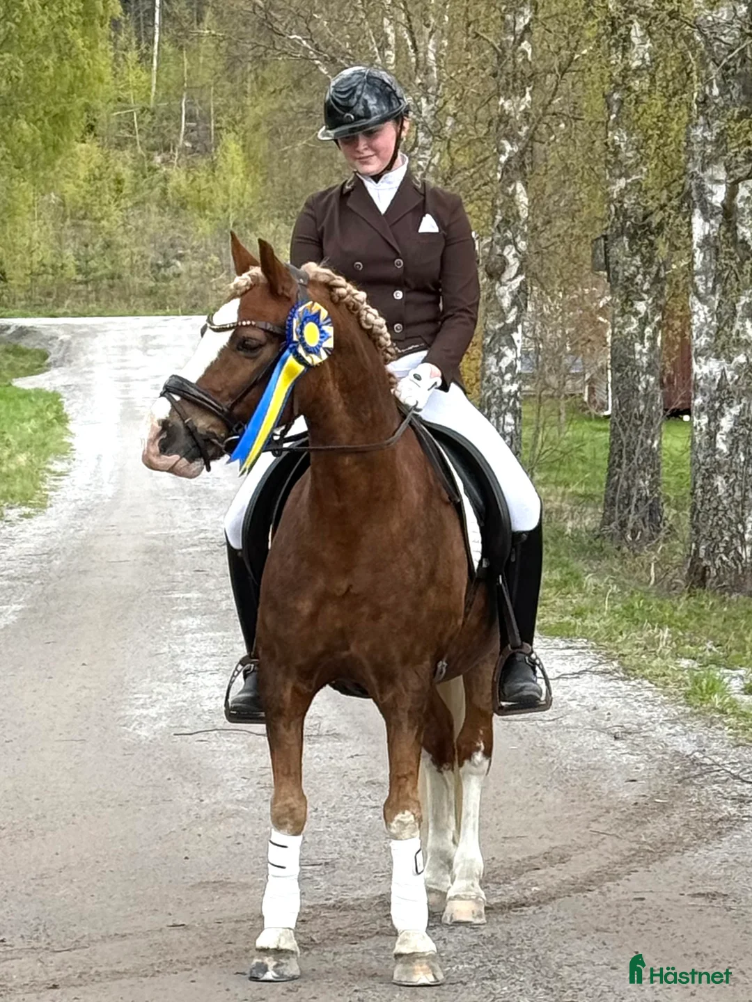 Dressyr hästar till salu: Vacker och uttrycksfull fei-ponny  - Annons 4