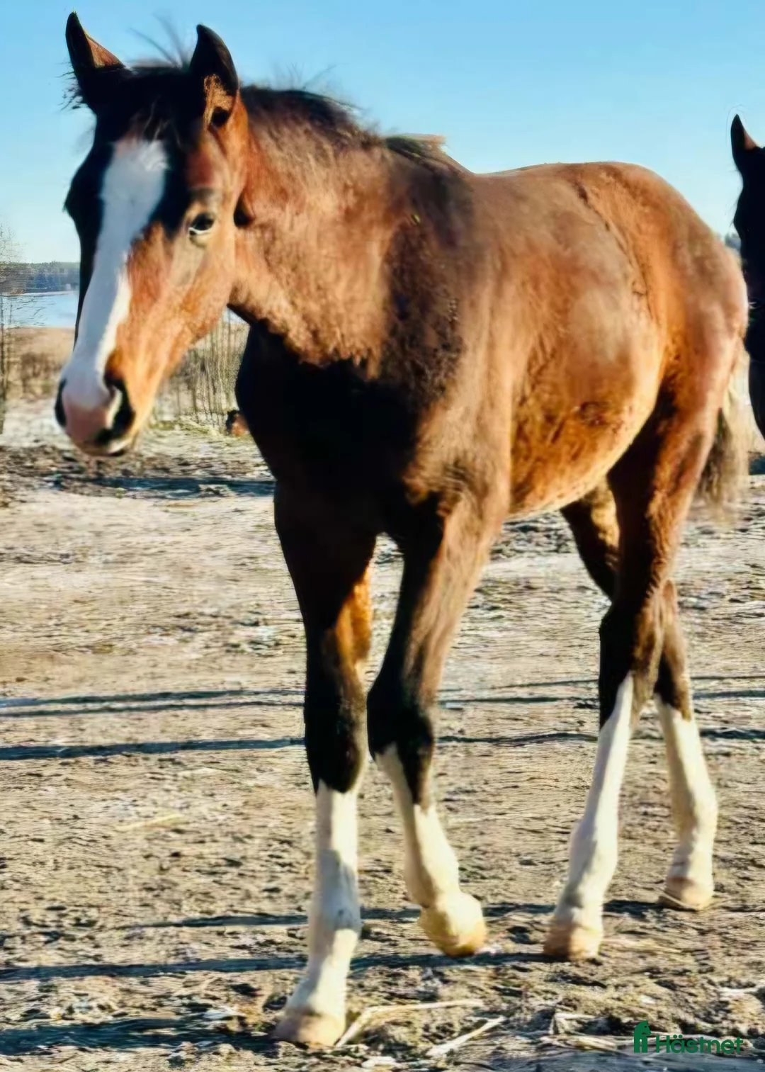 Allround hästar till salu: Snygg blivande dubbeltalang avlad för hållbarhet  i Kristinehamn - Annons 5