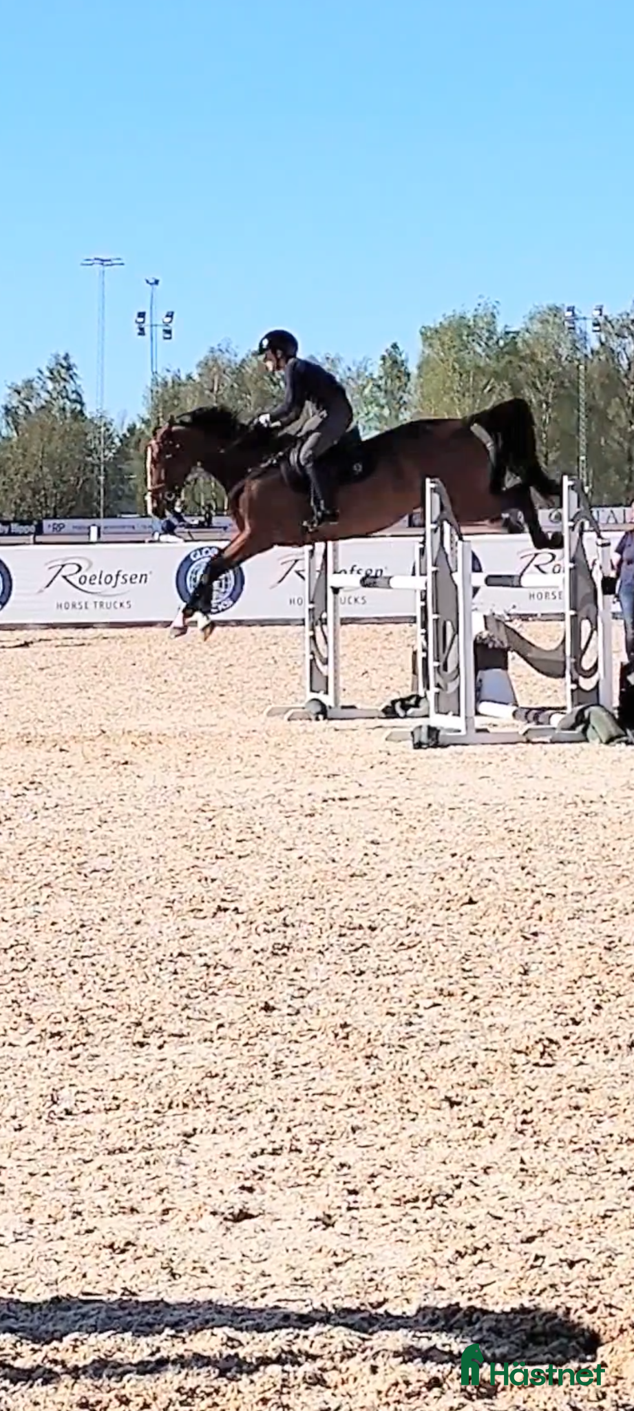  hästar 5-årigt sto med enorm personlighet och potential  - Annons 7