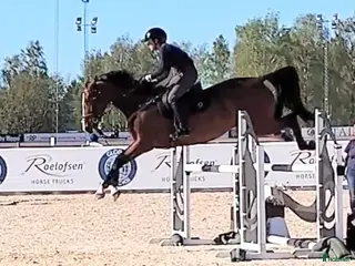 hästar 5-årigt sto med enorm personlighet och potential - Annons 7