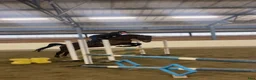 Allround hästar till salu: Trevlig och vacker swb-valack  - Annons 4