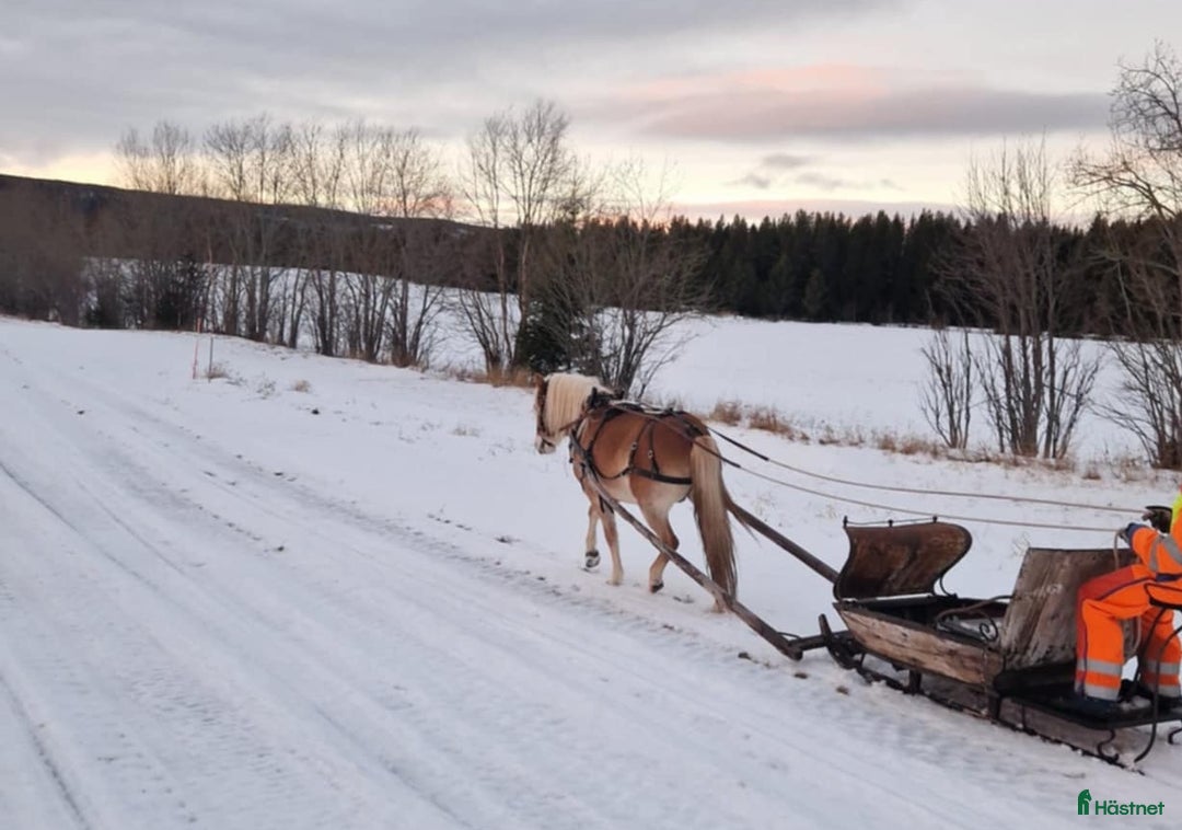 Allround hästar till salu: Trevlig ponny  i Oviken - Annons 2