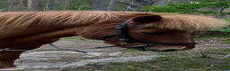 Island hästar till salu: Snäll och Trygg äldre Valack i Söderköping - Annons 3