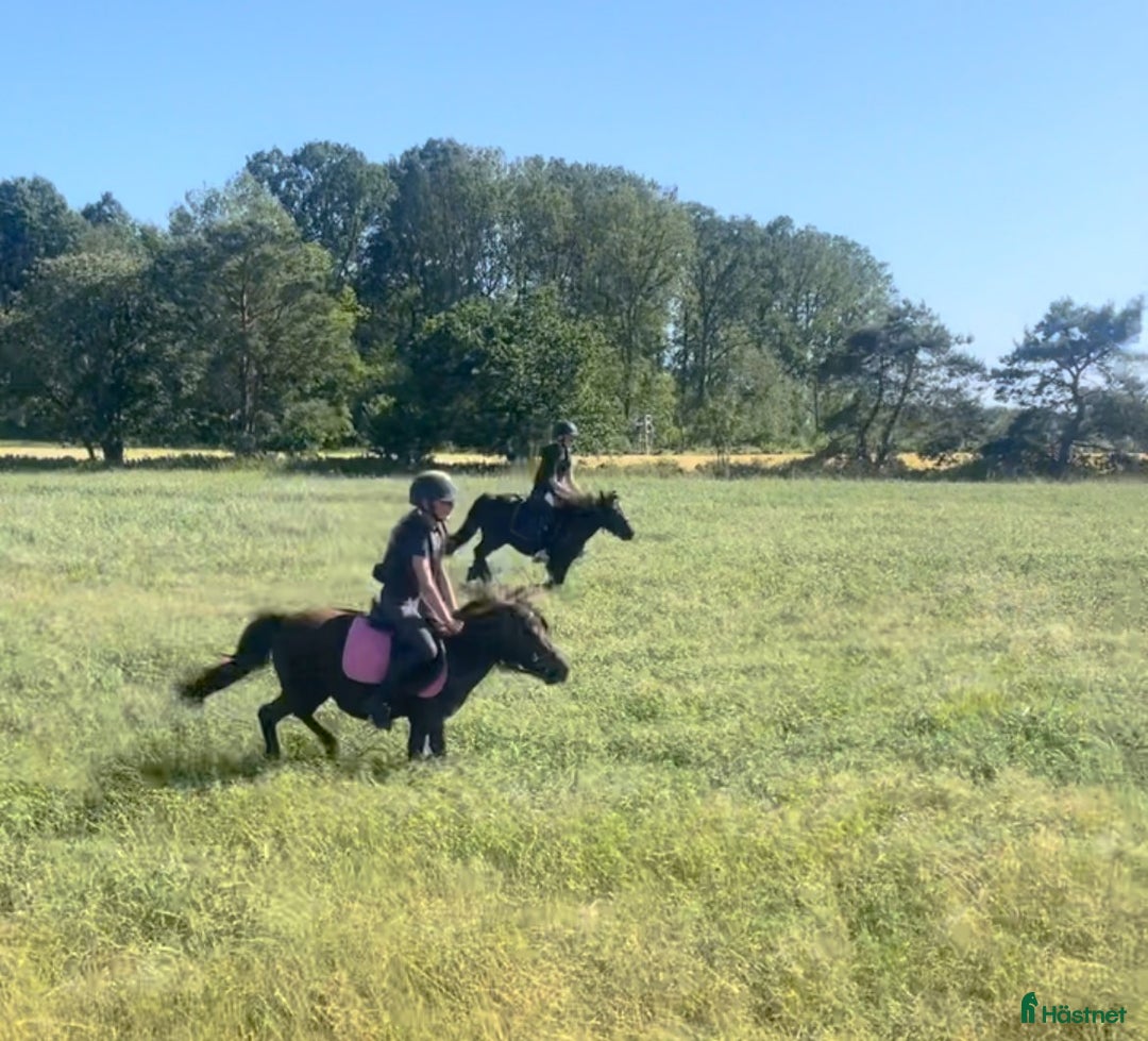 Allround hästar till salu: UNDERBARA SHETTISSTON i Sölvesborg - Annons 3