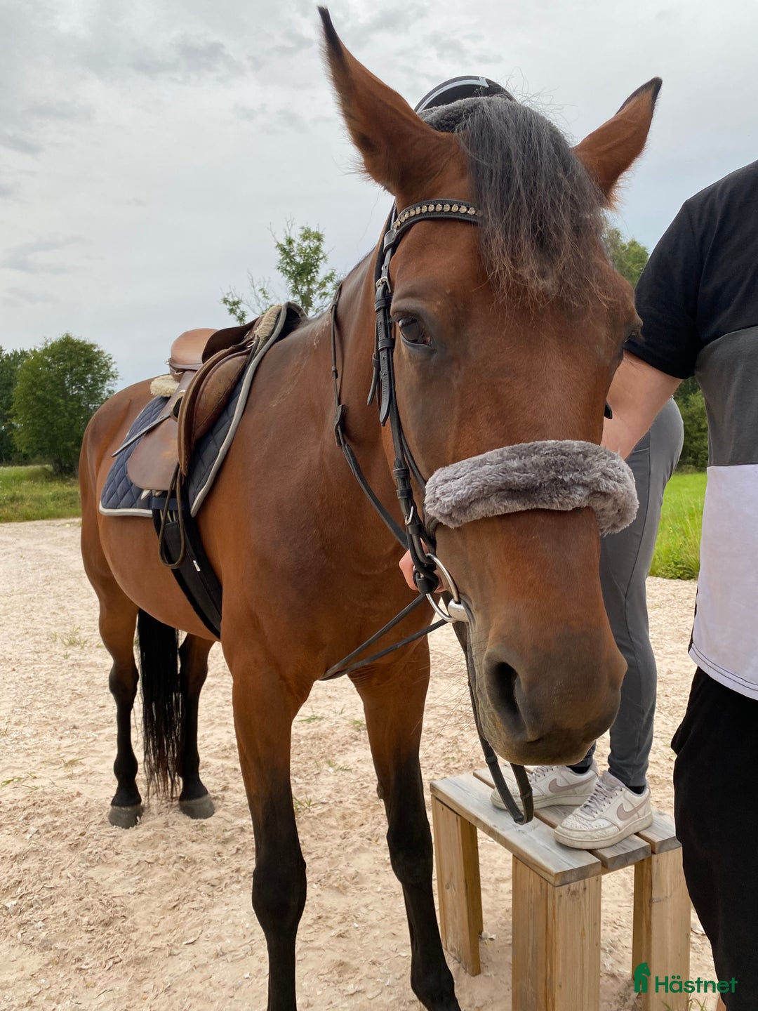 Övrigt hästar till salu: 🌟Intressekoll-inriden travare🌟 i Åsbro - Annons 2