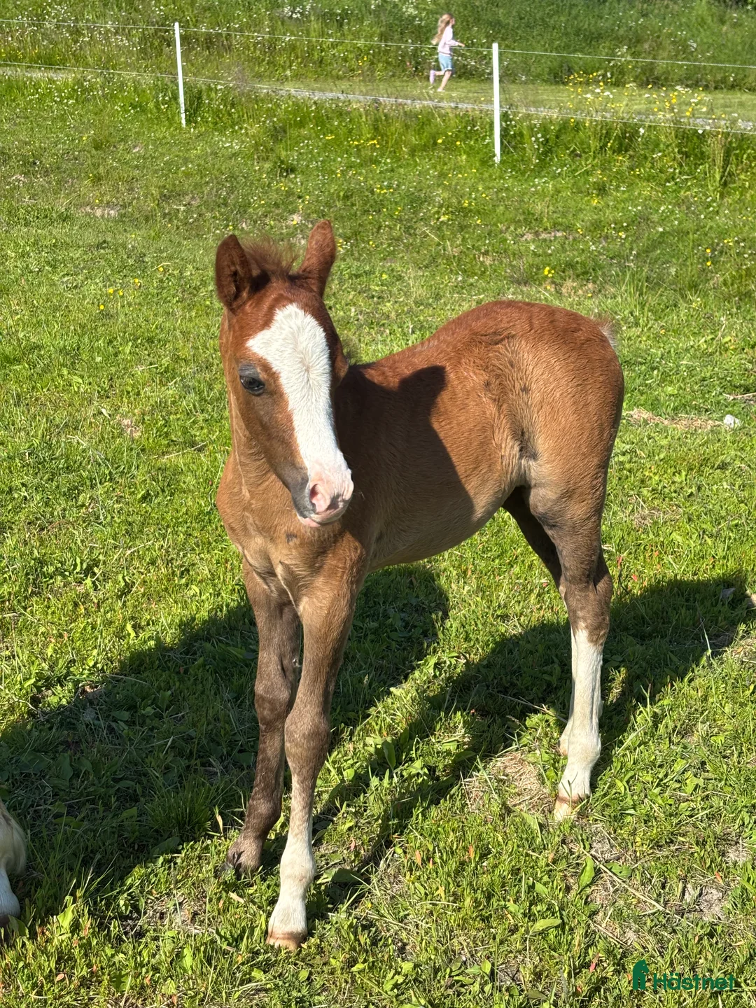 Allround hästar till salu: Sockersöta Welshföl  i Luleå - Annons 5