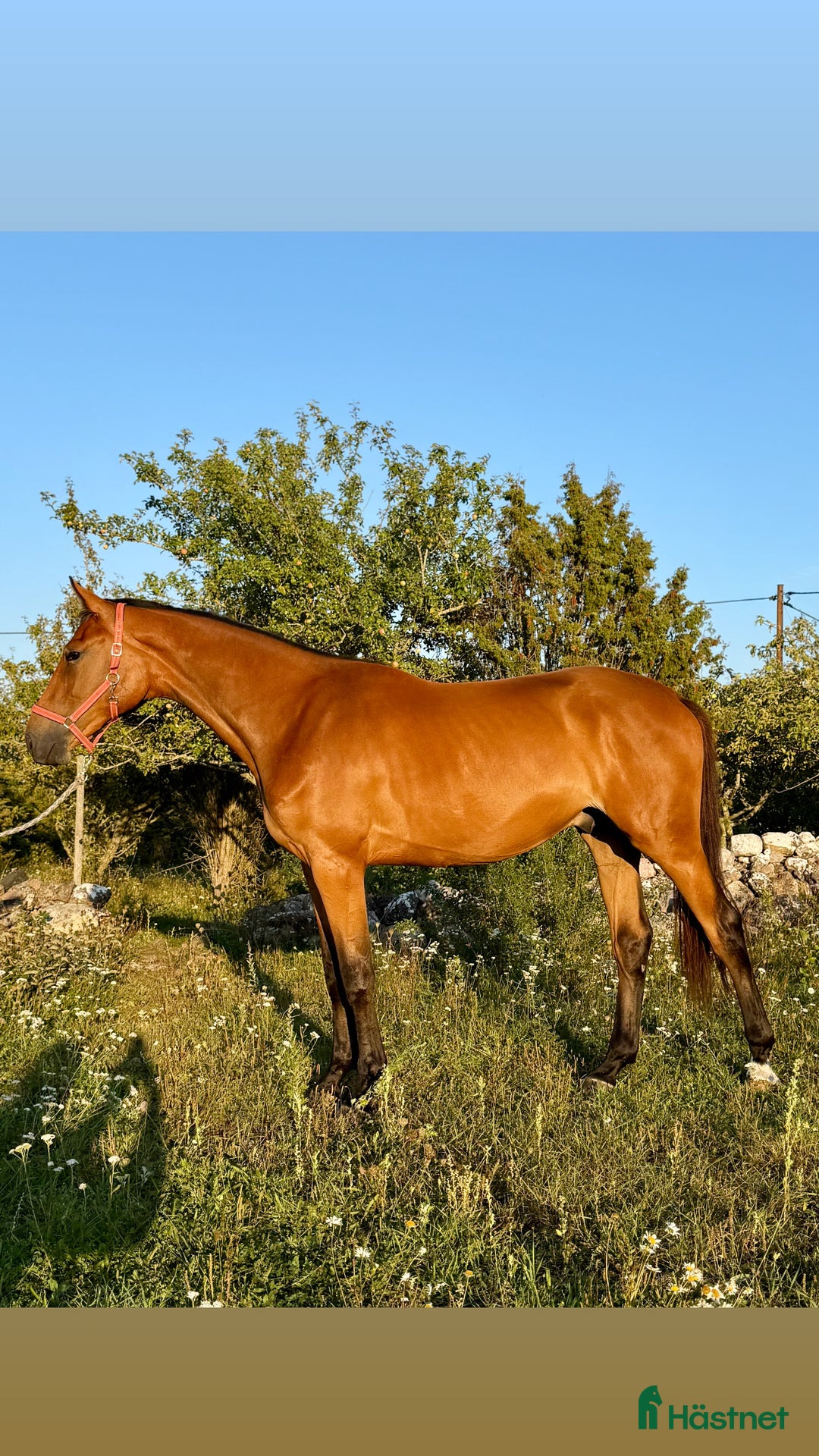 Hoppning hästar till salu: Toppavkomma säljes till seriös tävlingsryttare! i Köpingsvik - Annons 2