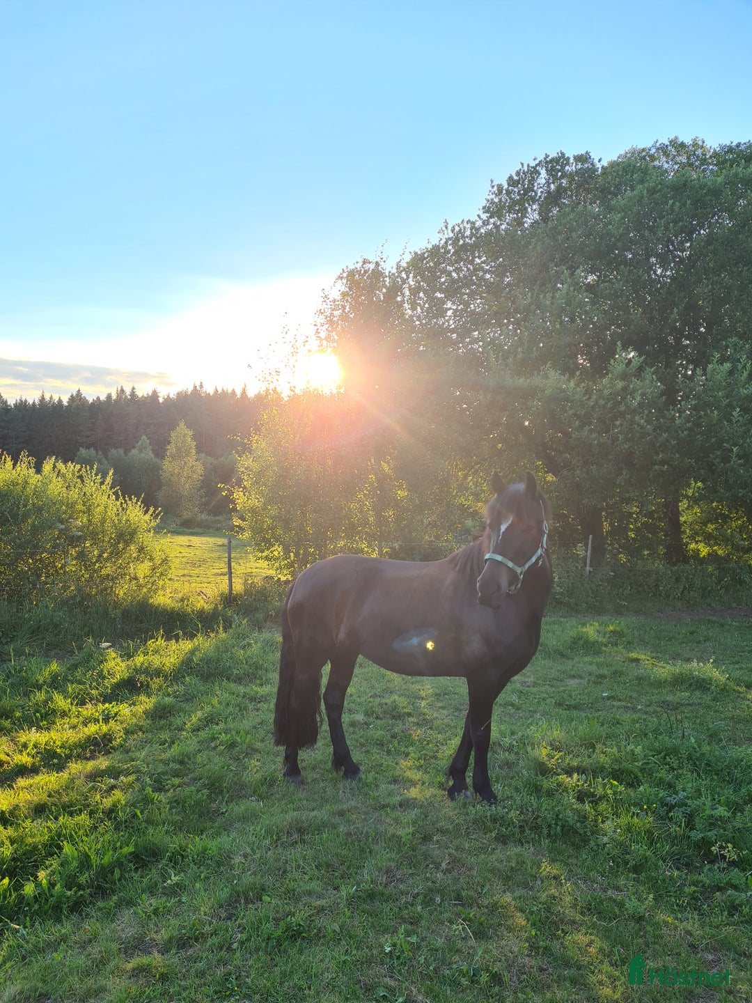  foderhäst finnes: Fodervärd sökes till kallblodstravaren Lisa. 🐴 i Bredared - Annons 3