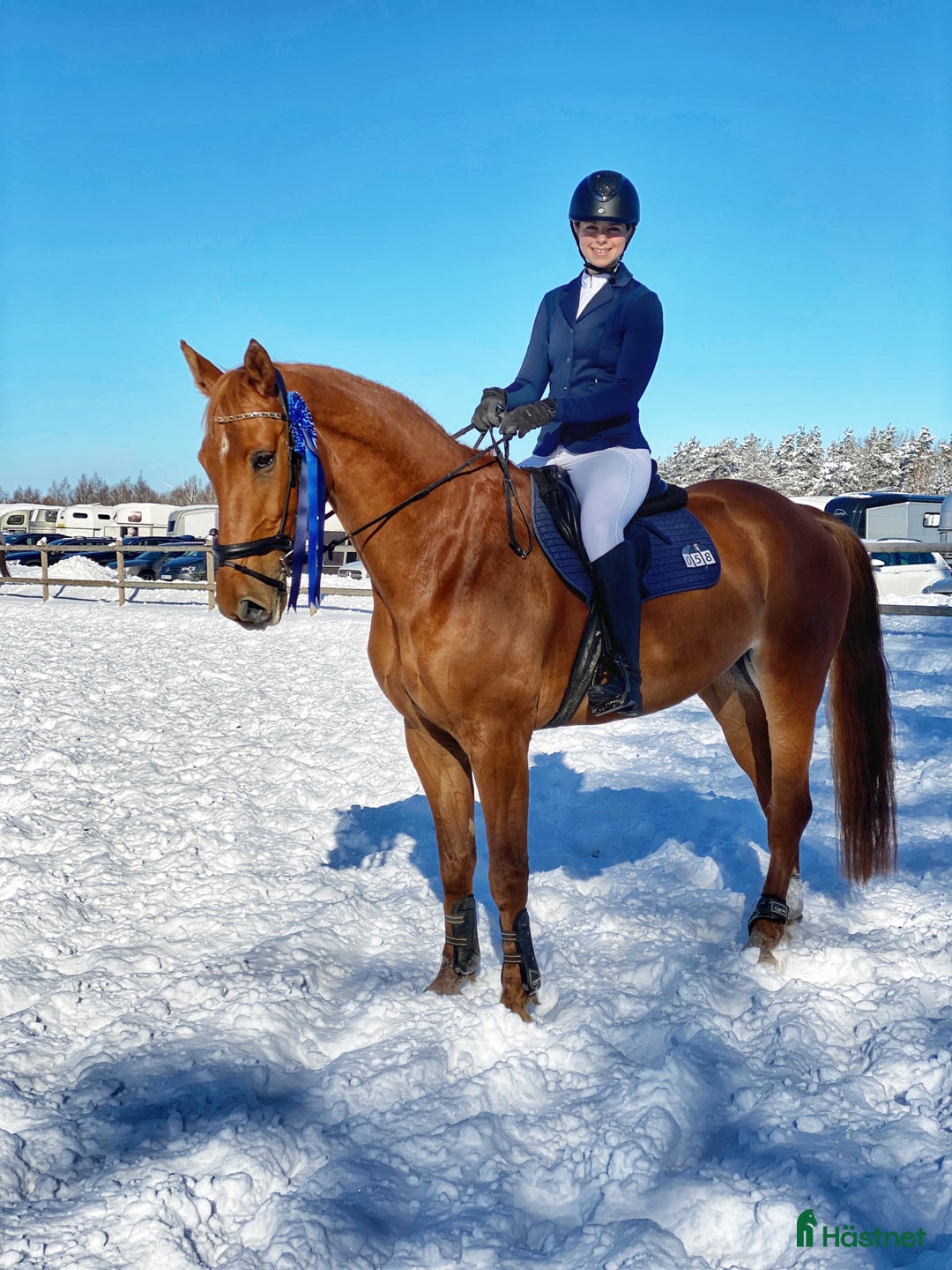 Allround hästar till salu: Ambitiös, välriden valack med kapacitet i Alingsås - Annons 3