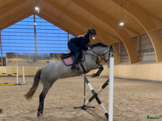 hästar Fantastiskt ponny i Borlänge - Annons 17