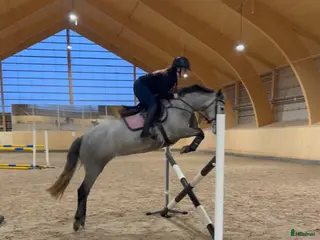 Hoppning hästar till salu: Fantastiskt ponny i Borlänge - Annons 2