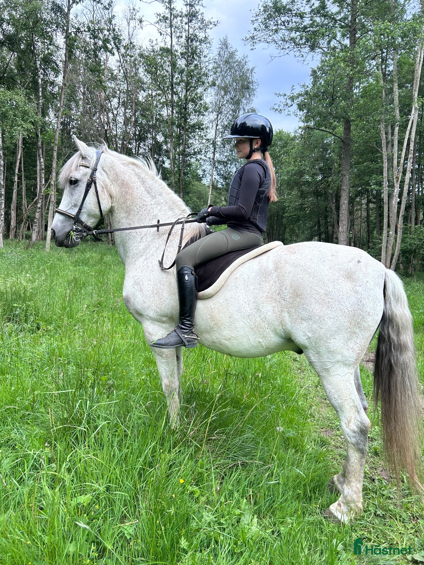  hästar Spansk gentleman - Annons 14