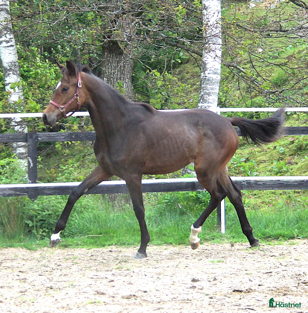 Dressyr hästar till salu: Kvalitets åring i Bollebygd - Annons 4