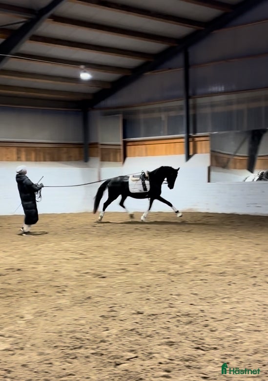  hästar Se hit om du letar unghäst av hög kvalité  i Sparreholm - Annons 3