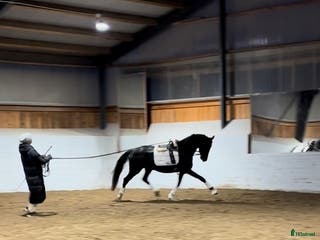 hästar Se hit om du letar unghäst av hög kvalité - Annons 15