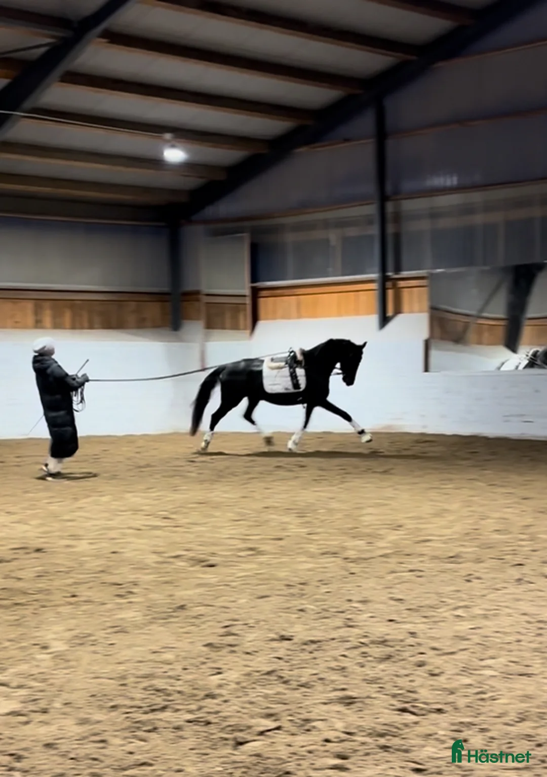 Dressyr hästar till salu: Se hit om du letar unghäst av hög kvalité  - Annons 1