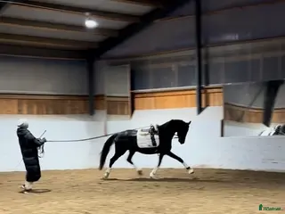 hästar Se hit om du letar unghäst av hög kvalité - Annons 9