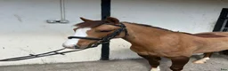 Hoppning hästar till salu: Attyrory Horses - Annons 5