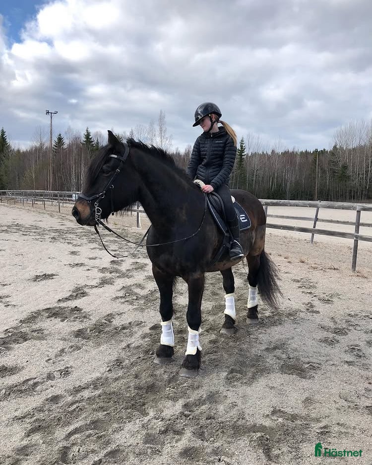  hästar Hästvan familj söker ponny eller häst att låna💕 - Annons 7