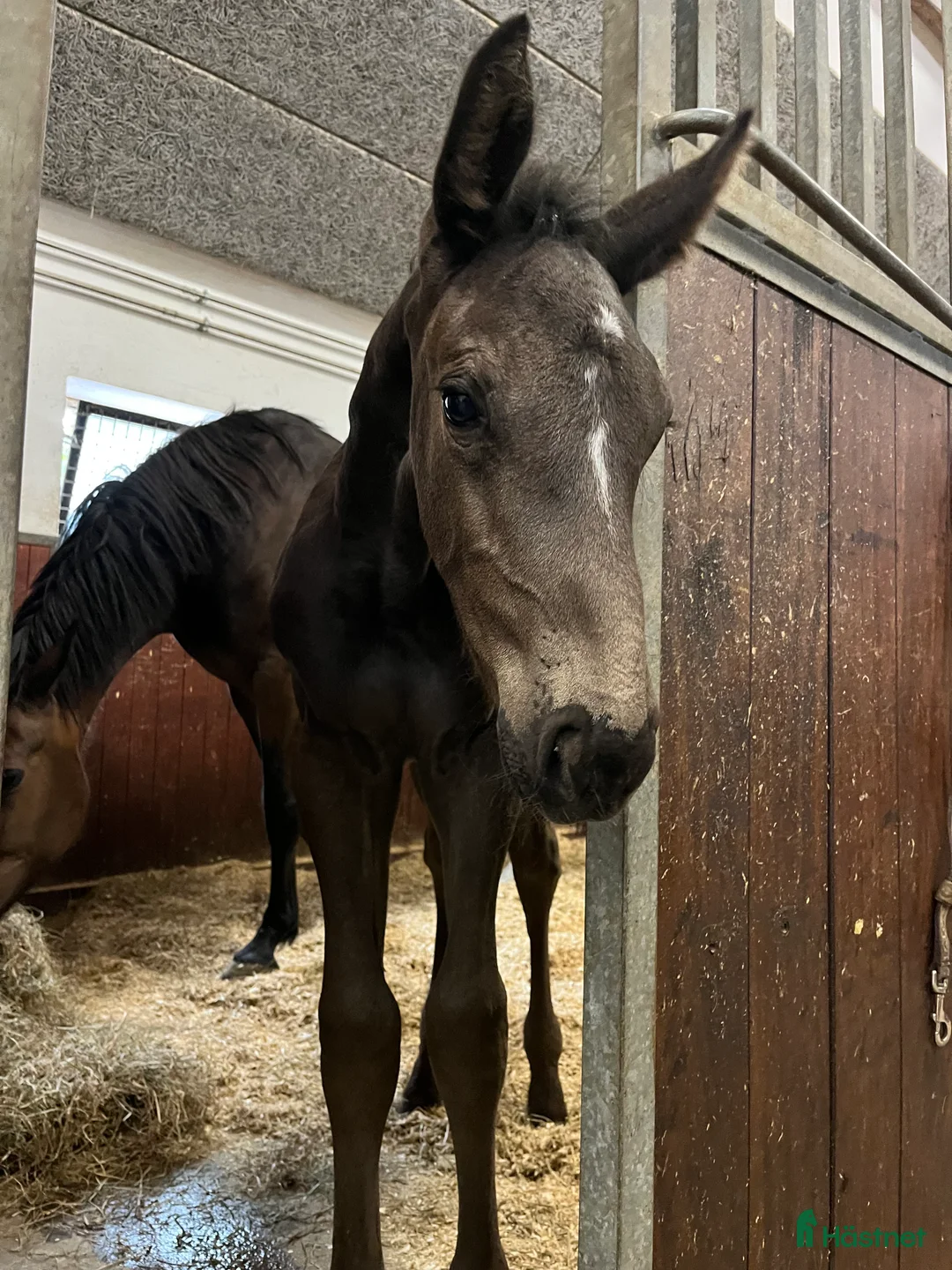 Avelshästar hästar till salu: Top avlshoppe sælges, hophest - Annons 38