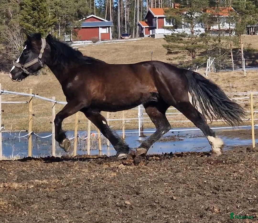 Allround hästar till salu: Kallblodsvalack - Annons 2