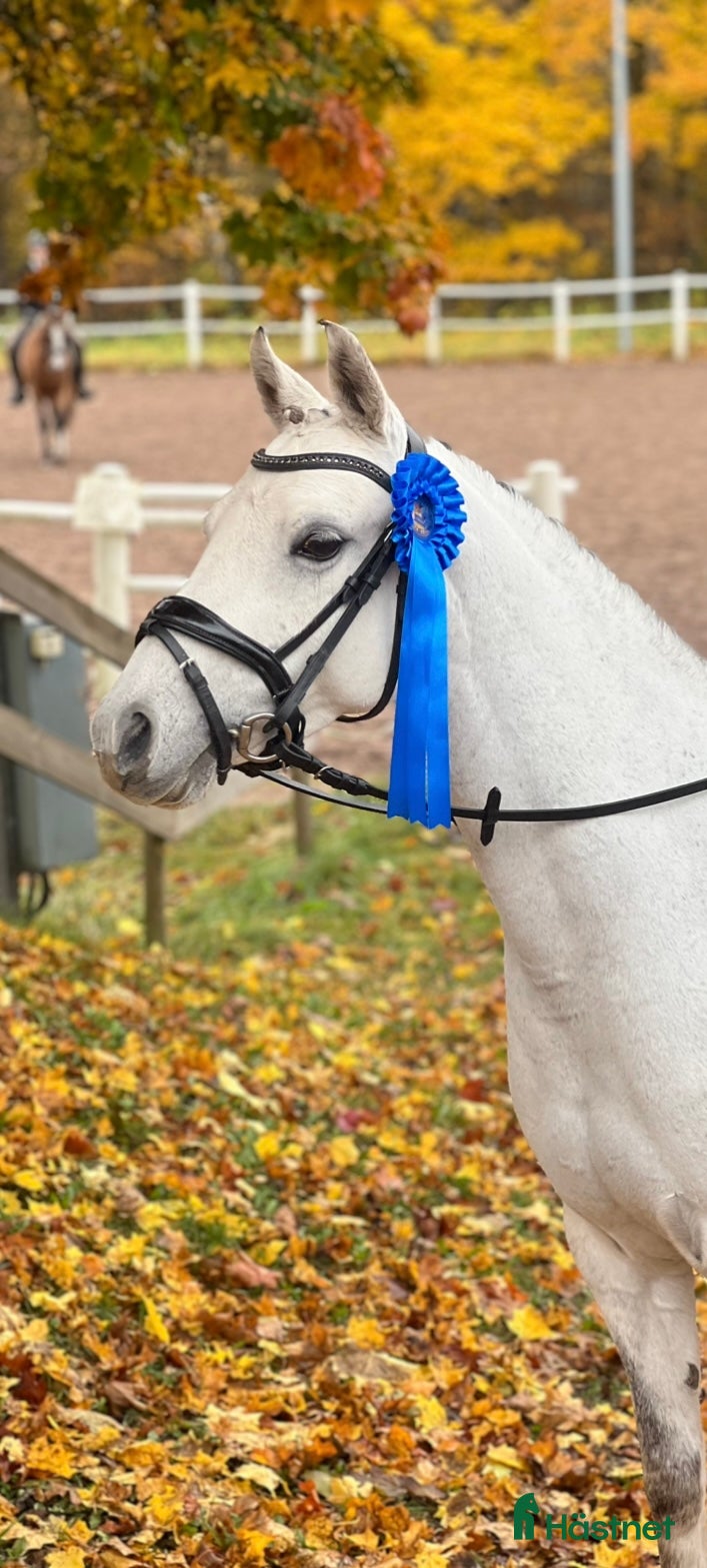  hästar Tävlingsponny kat C i Hyltebruk - Annons 8