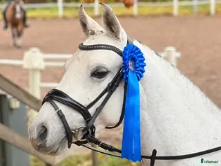 hästar Tävlingsponny kat C i Hyltebruk - Annons 18
