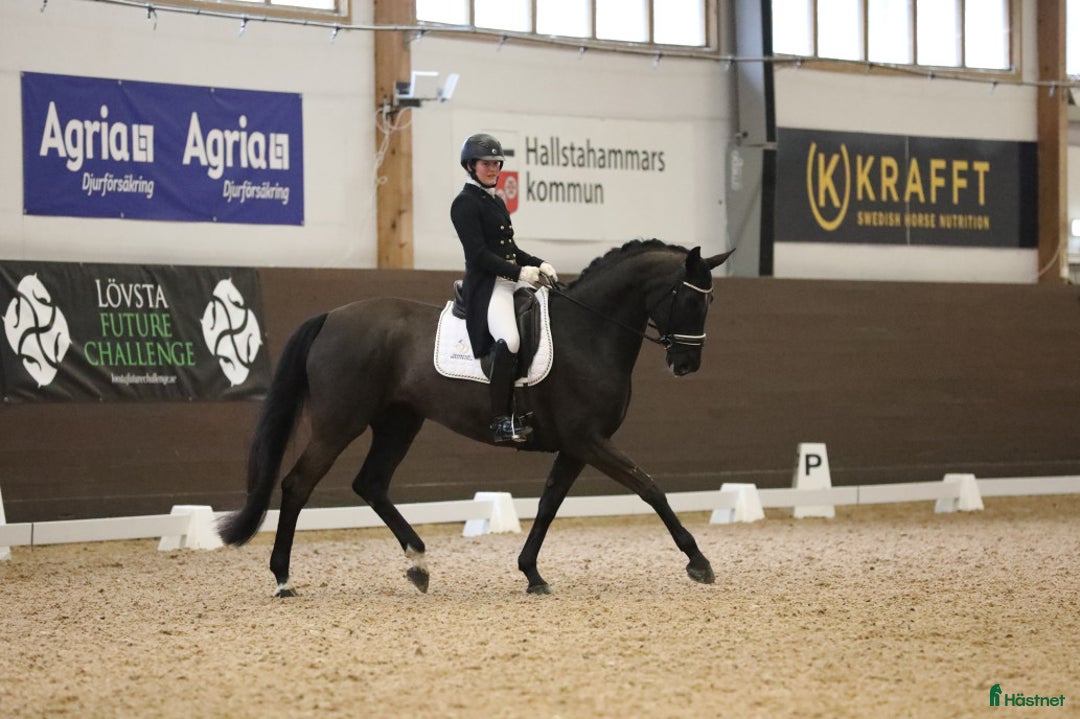Dressyr hästar till salu: Läromästare och bästa vän  i Mockfjärd - Annons 2