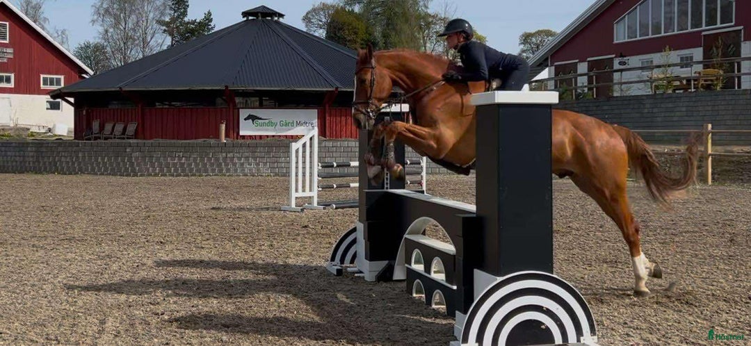 Hoppning hästar till salu: Super 8 åring tilsalgs! i Steinkjer - Bild 4