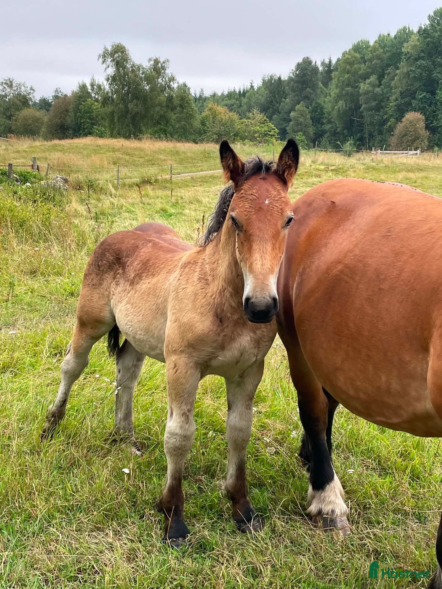  hästar Ståtligt ardennerkille! - Annons 13