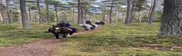  medryttarhäst finnes: Sommarhäst på Södertörn Ryttarcenter - Annons 5