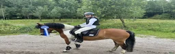 Allround hästar till salu: Hoppglad ponny söker sin egna ryttare - Annons 3