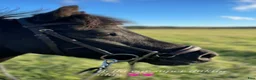 Allround hästar till salu: Supersnäll b-ponny - Annons 2