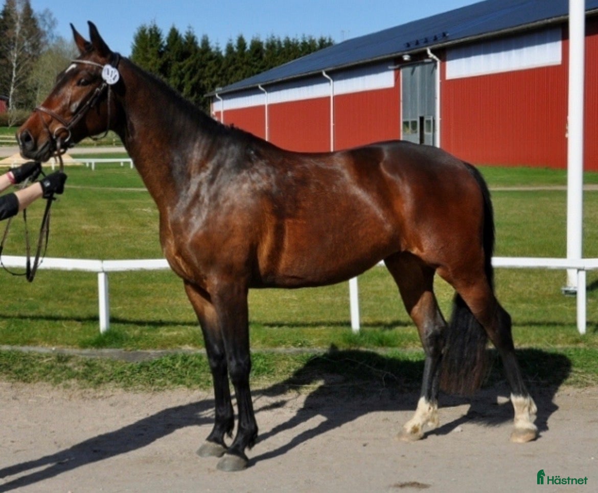  hästar Powermamma! - Annons 5