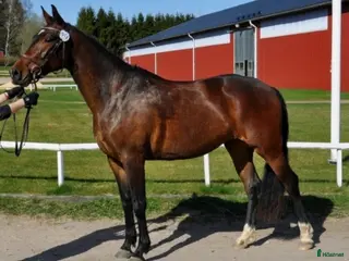 hästar Powermamma! - Annons 5