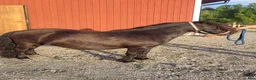 Allround hästar till salu: Avelssto  - Annons 2