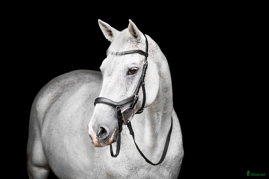 Träns hästutrustning till salu: Nästan oanvänt Micklem träns säljes  i Askim - Annons 3