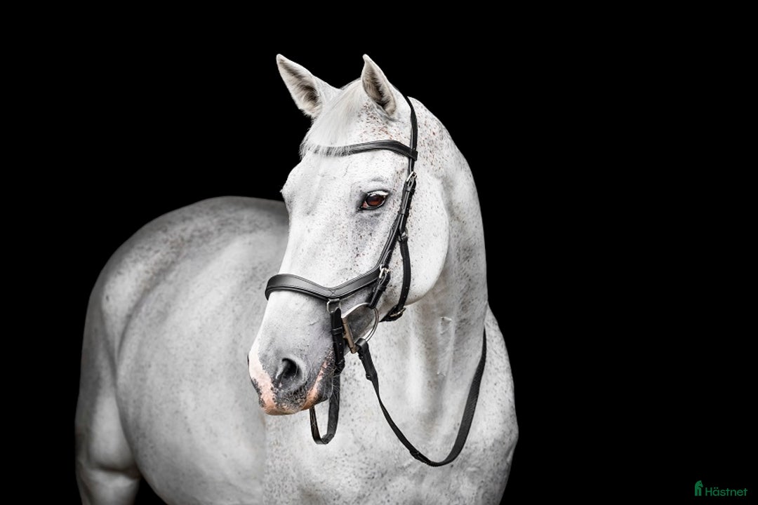 Träns hästutrustning till salu: Nästan oanvänt Micklem träns säljes  i Askim - Annons 1