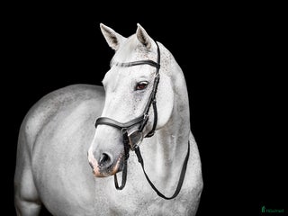 Träns hästutrustning till salu: Nästan oanvänt Micklem träns säljes i Askim - Annons 3