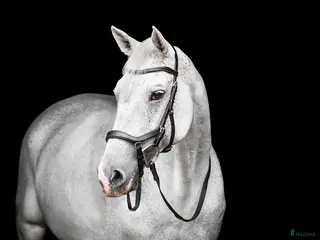 Träns hästutrustning Nästan oanvänt Micklem träns säljes i Askim - Annons 5